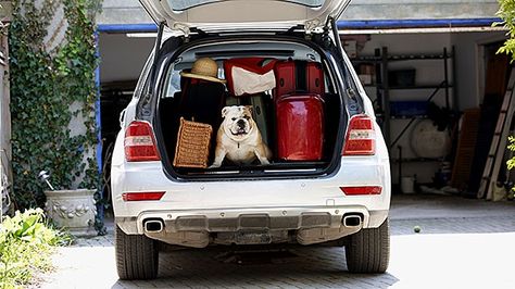 How to Travel With Your Dog Road Trip Care Package, Car Insurance Tips, Ohio University, Moving And Storage, Vacation Packing, Road Trip Essentials, Moving Day, Care Package, Money Saving Tips