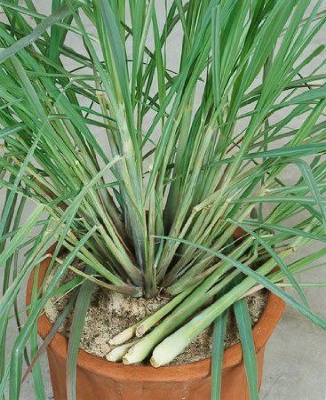 Lemon Grass Seeds - Cymbopogon Flexuosus - .04 Grams - Approx 100 Gardening Seeds - Herb Garden Seed Grow Lemongrass, Lemongrass Plant, How To Grow Lemon, Grasses Garden, Grass Seed, Growing Herbs, Planting Herbs, Medicinal Herbs, Permaculture