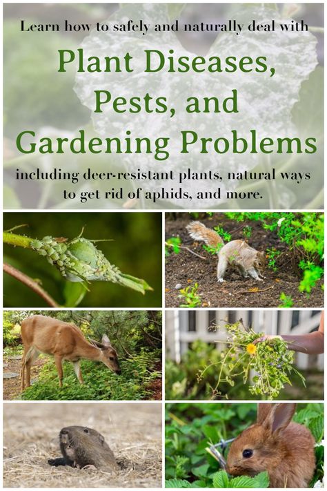 Learn how to safely and naturally deal with common gardening problems like pests, plant diseases, and more. #gardeningproblems #gardening #gardeningpests Get Rid Of Aphids, Deer Resistant Plants, Plant Diseases, Gardening Advice, Garden Pests, Herb Garden, Garden Beds, Disease, Garden Design