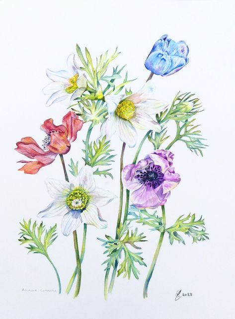 Elizabeth Sadler Fine Artist Poppy Anemone, Uk Wildlife, Anemone Flowers, Oil Art, Colourful Flowers, Modern Botanical, Small Artwork, Ship Paintings, Anemone Flower