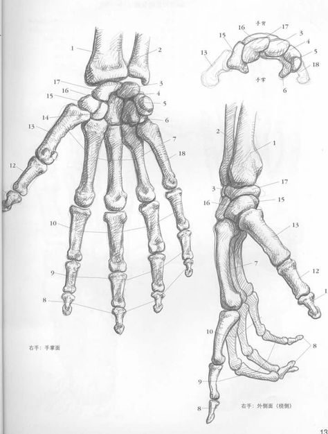 Skeleton Hand Reaching Out, Hand Bone Anatomy, Hand Bones, Bone Drawing, Human Skeleton Anatomy, Arm Bones, Anatomy Bones, Skeleton Anatomy, Human Sketch