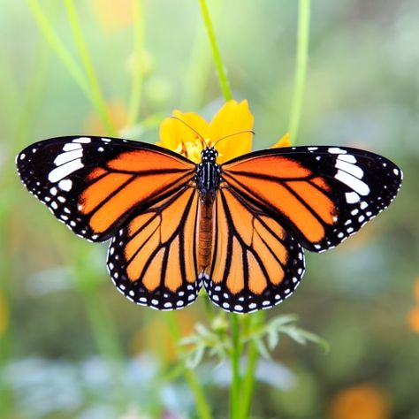 Mariposa monarca: la encantadora y resiliente criatura que une a América del Norte Yellow Butterfly Meaning, Butterfly Meaning, Borboleta Tattoo, Most Beautiful Butterfly, Monarch Caterpillar, Beautiful Butterfly Pictures, Moths And Butterflies, Cosmos Flowers, Butterfly Images