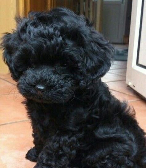 Black Maltese Puppy, Toy Poodle Puppies Black, Black Fluffy Puppy, Cavapoo Black, Black Poodle Puppy, Poodle Puppy Black, Black Toy Poodle, Tibet Terrier, Cute Small Dogs