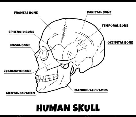 Human Skull Diagram, Skull Bones Anatomy, Skull Diagram, Sphenoid Bone, Bone Drawing, Rat Drawing, Skull Template, Drawing Man, Excretory System