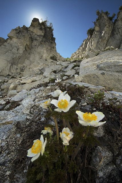 High Mountain Flowers--Trinity Alps, California Mountain Plants, Mountain Flowers, Scottish Mountains, Alpine Flowers, Sequoia Tree, Bloom Where Youre Planted, Alpine Plants, High Mountain, The Trinity