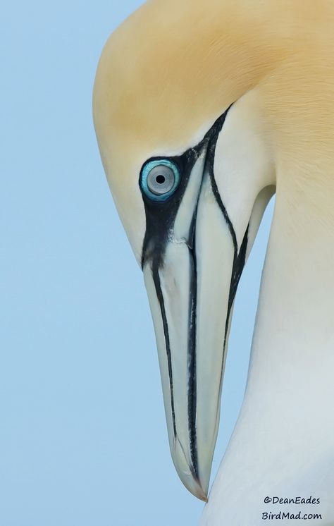 Gannet  http://www.birdmad.com Gannet Bird, Eagle Drawing, Wild Nature, Bird Pictures, Bird Drawings, Sea Birds, Watercolor Bird, Ribbed Knit Sweater, Bird Photography