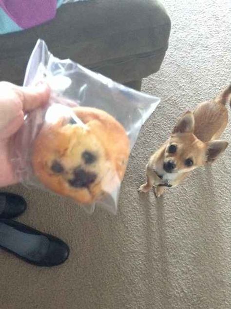 Tumblr user Kaelin uploaded this photo with the caption: "my blueberry muffin looks exactly like my dog I�019m gonna cry." | This Blueberry Muffin Looks Exactly Like This Chihuahua Doug Funnie, Chihuahua Funny, Blueberry Muffin, Chihuahua Love, Comedy Central, Small Dog, 귀여운 동물, My Dog, Bones Funny