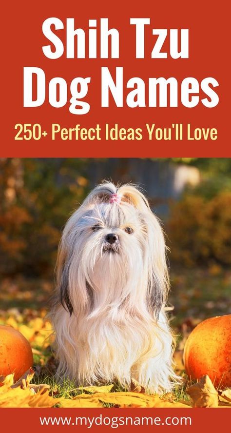 Over 250 fantastic Shih Tzu names. If you're thinking of getting a Shih Tzu, you MUST check this out. Shih Tzu Names Female, Shih Tzu Haircuts Female, Shih Tzu Names, Puppies Names, Puppies Names Female, Brown Shih Tzu, Baby Shih Tzu, Shih Tzu Haircuts, Perro Shih Tzu