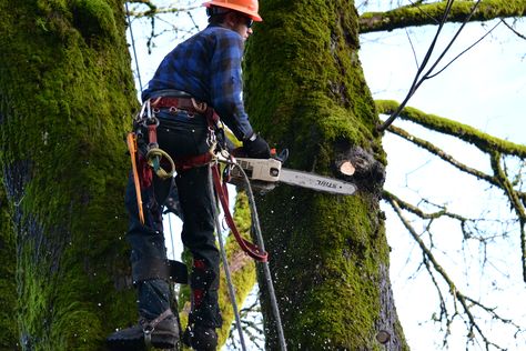 This lumberjack is working hard while wearing Cestus's TrembleX glove. Great for operating a variety of tools, the TrembleX features our patented Hexagonal Memory Gel, which absorbs vibrations from impact tools. Cestus Gloves, Lumberjack, Working Hard, Work Hard, Gloves, Tools, Sports, How To Wear