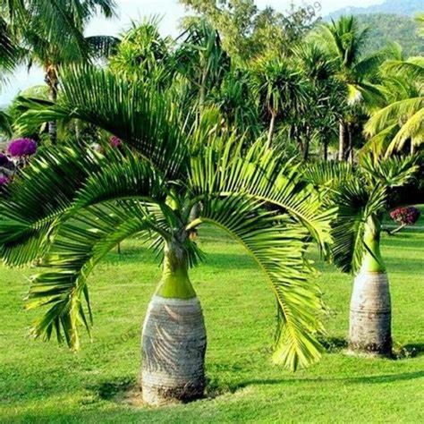 Amazon.com : CHUXAY GARDEN Hyophorbe lagenicaulis,Bottle Palm 3 Seeds Rare Bottle Shape Plant Evergreen Hardy Plam Drought and Salt Tolerant Great for Container : Patio, Lawn & Garden Bottle Palm Tree, Bottle Palm, Container Patio, Date Palm, Palm Plant, Front Landscaping, Garden Idea, Tree Seeds, Outdoor Flowers