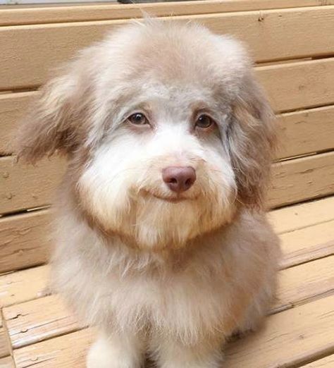 Dog Has A Unique Face That Resembles A Human - The Dodo Australian Shepherd Poodle Mix, Goofy Dog, Famous Dogs, Shih Tzu Mix, Unique Faces, Poodle Mix, Dog Eyes, Human Face, Dog Face