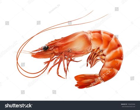 Tiger Shrimp, Pepper Shrimp, Sea Monkeys, Life Drawing Reference, Sea Crab, Curious Creatures, Exotic Fish, Fish Painting, Sea Fish