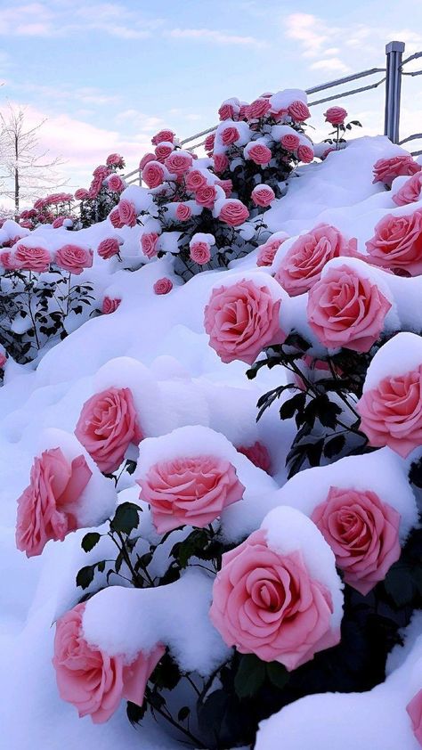 Snowing Aesthetic Wallpaper, Pink Neon Wallpaper, Snow Rose, Pretty Flowers Pictures, Frozen Rose, Beautiful Summer Wallpaper, Luxury Flower Bouquets, Aesthetic Roses, Sunflower Wallpaper