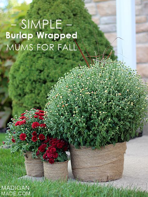 Simple Fall Décor: Burlap Wrapped Mums - madigan made Planting Mums, Diy Planters Outdoor, Fall Mums, Fall Deco, Halloween Door Decorations, Fall Outdoor, Fall Porch, Fall Holidays, Fall Diy