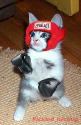 Funny Looking Cats, Cat Profile, Dog Box, Super Cat, Cat Box, Cat Icon, Funny Profile Pictures, Boxing Gloves, Silly Cats