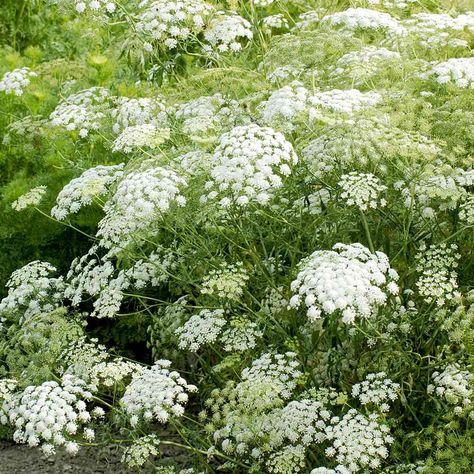 Ammi Majus, Border Plants, Garden Types, Tall Plants, Garden Borders, Flowers Garden, Bedding Plants, Flower Farm, All Flowers