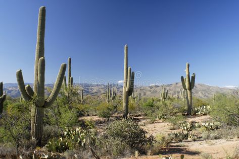 Tall Cactus Plants, Cactus Forest, Tall Cactus, Southwestern Wedding, Student Dashboard, Southern Arizona, Heavenly Places, Arizona Travel, Saguaro Cactus