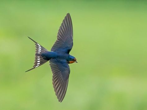 Barn Swallow Identification, All About Birds, Cornell Lab of Ornithology Swallow Flying, Tree Swallow, Barn Swallow, Swallows, All Birds, Open Water, Bird Garden, Bird Species, Top Photo