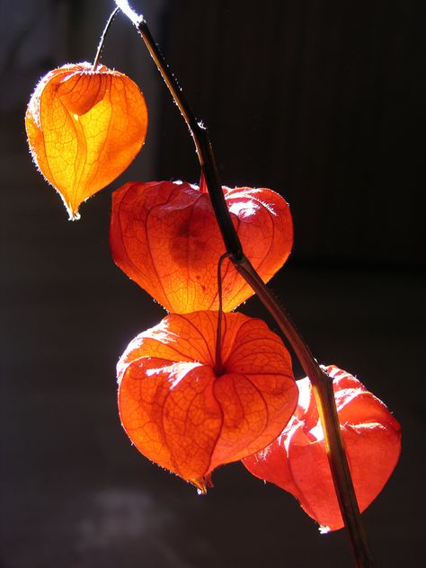 leaf lanterns Bild Gold, Chinese Lanterns Plant, Still Life Pictures, Light Study, Chinese Lanterns, Phone Camera, Color Studies, Pretty Plants, Still Life Art