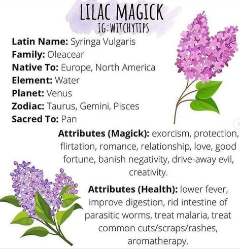 Wisteria Magical Properties, Lilac Magical Properties, Magickal Correspondences, Ethereal Core, Herbal Education, Syringa Vulgaris, Medicinal Herbs Garden, Herbs Garden, Journal Books