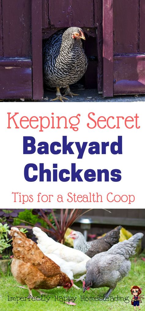 Keeping Secret Backyard Chickens - Tips for a Stealth Coop | Imperfectly Happy Homesteading Suburban Backyard, Urban Chicken Farming, Chicken Raising, Farm Chickens, Baby Chicks Raising, Chicken Mama, Chicken Care, Urban Chickens, Chicken Health