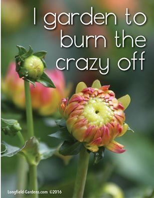 Gardening Quotes Inspirational, Garden Words, Garden Humor, Gardening Memes, Garden Sayings, Plant Quotes, Flower Garden For Beginners, Longfield Gardens, Gardening Quotes