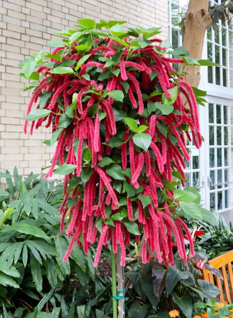 Acalypha (Big Seed Copperleaf, Chenille Plant, Common Copperleaf, Common Three Seed Mercury, Copperleaf, Cuban Copperleaf, Deam's Three Seed Mercury, Field Copperleaf, Foxtail Copperleaf, Hornbeam Copperleaf, Hornbeam Three Seed Mercury, Poiret's Copperleaf, Rhombic Copperleaf, Rough Pod Copperleaf, Short Stalk Copperleaf, Slender Three Seed Mercury, Three-seeded Mercury, Two Seed Copperleaf, Virginia Copperleaf, Virginia Three Seed Mercury) | North Carolina Extension Gardener Plant Toolbox Chenille Plant, Plant Parts, Identify Plant, Landscape Outdoor, Landscape Plants, Parts Of A Plant, Charming Garden, Rare Flowers, Amritsar