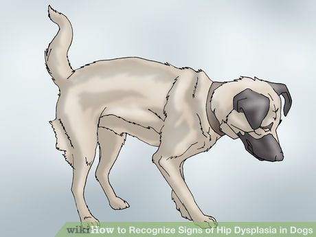 Image titled Recognize Signs of Hip Dysplasia in Dogs Step 1 Hip Dysplasia In Dogs, Dog Hip Dysplasia, Sore Hips, Owning A Dog, Standing Posture, Hip Problems, Dog Steps, Oils For Dogs, Hip Dysplasia