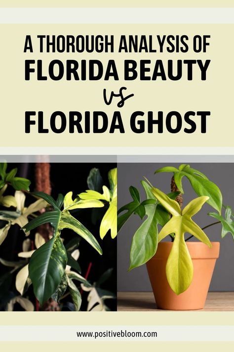 A Thorough Analysis Of Florida Beauty Vs Florida Ghost Florida Ghost Plant, Florida Ghost, Ghost Plant, Growing Fruit, Healthy Fruits, Green Thumb, Ghost, Florida, Fruit