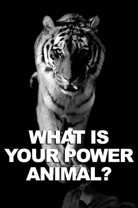 What Is My Spirit Animal, Spirit Animal Test, Animal Representation, What's My Spirit Animal, Spirit Animal Quiz, Psychology Quiz, Whats Your Spirit Animal, Find Your Spirit Animal, Animal Quiz