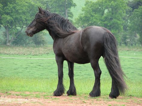 Dales Dales Pony, Building Numbers, Wolverine Animal, Fell Pony, Horse Coat Colors, Pony Breeds, Horse Therapy, Morgan Horse, Types Of Horses