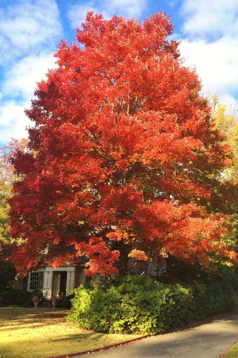 5 Fast-Growing Shade Trees to Plant Now Best Shade Trees, Maple Tree Landscape, Fast Growing Shade Trees, Fall Color Trees, Red Maple Tree, Growing Trees, Tattoo Plant, Pretty Trees, Fast Growing Trees