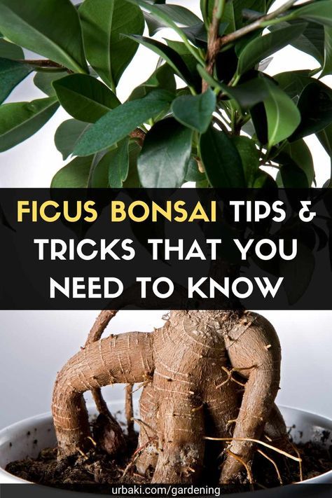 Bonsai Care Tips, Ficus Ginseng Bonsai Care, Ficus Bonsai Tree Care, Ficus Tree Indoor Care, Ficus Retusa Bonsai, Ginseng Ficus Bonsai, Ficus Tree Indoor, Bonsai Growing, Fig Bonsai