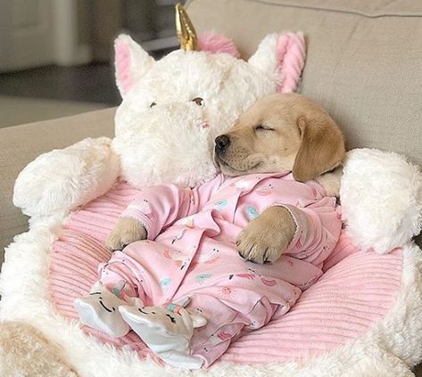 Cute Dog Sleeping, Dog Sleeping, Very Cute Puppies, Pink Puppy, Cute Small Animals, Cozy Dog, Cute Animals Puppies, Very Cute Dogs, Silly Cats Pictures