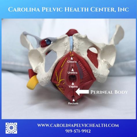 Perineal tear, episiotomy and scar recovery: PT can help! | Carolina Pelvic Health Scar Massage, Perineal Tear, Anatomy Education, Pelvic Health, Diaphragmatic Breathing, Packing A Cooler, Women Health Care, Scar Tissue, Post Partum Workout