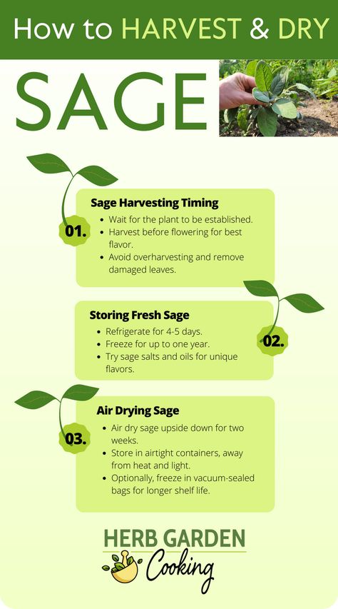 Learn the best techniques for harvesting sage and drying it for optimal results. Discover how to properly dry and store sage. How To Preserve Sage Leaves, Growing Sage From Cuttings, Harvesting Sage, Sage Harvesting, Harvest Sage How To, How To Dry Sage For Cooking, Dehydrating Sage, Growing Sage From Seed, Herb Salt Recipe