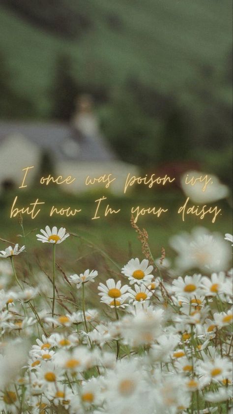 Taylor Swift lyrics phone wallpaper Don’t Blame Me daisy reputation Daisy Taylor Swift, Taylor Swift Flower Lyrics, Daisies Quotes, Taylor Swift Daisy, Reputation Lyrics Wallpaper, Taylor Swift Reputation Lyrics, Daisy Lyrics, Taylor Swift Lyrics Wallpaper Aesthetic, Blondie Lyrics