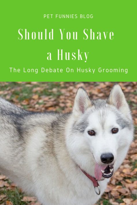 Shaved Husky, Husky Tail, Husky Grooming, Grooming Style, My Husky, Grooming Tips, A Husky, Best Dog Breeds, Husky Dogs