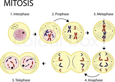 Aquí están las fases de la mitosis que deberíamos de aprendernos... Mitosis Drawing, Mitosis Y Meiosis, Biochemistry Notes, Biology Projects, Medicine Student, Display Board, Anatomy And Physiology, Biochemistry, Baby Boy Fashion