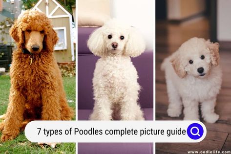 In this article, we’ll take you through the seven types of Poodles, including: Poodle Sizes, Poodle Breeds, Moyen Poodle, Small Poodle, Poddle, Red Poodles, Tea Cup Poodle, Most Popular Dog Breeds, Guide Dog