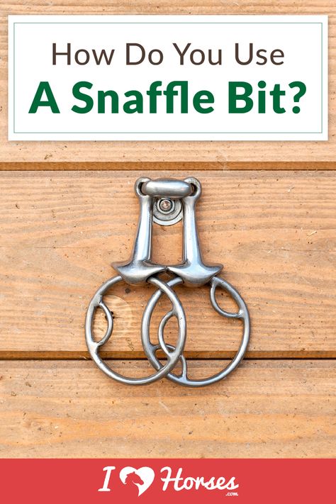 What is a snaffle bit and how does it work? In this article, we discuss what a snaffle bits, the different types of snaffles, and the uses for the various types. | #ihearthorses #snafflebit #horses #horsebackriding #ihearthorses #horseownertips Types Of Horse Bits, Types Of Horse Bits Western, Equestrian Humor, Bits For Horses, Equestrian Memes, American Quarter Horse Association, Equestrian Quotes, Horse Facts, Equestrian Problems