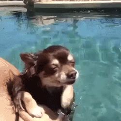 dog swimming I'm Scared, Love My Dog, Chihuahua Love, Dog Gifs, 귀여운 동물, Cute Funny Animals, Animal Gifs, I Love Dogs, Dog Love