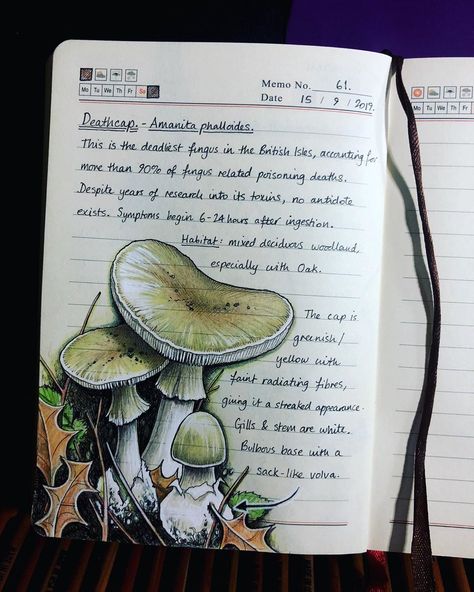 Deathcap Mushroom, Amanita Nightshade, Amanita Design, Shroom Art, Mushroom Journal, Fungi Illustration, Amanita Phalloides, Green Vibe, Vine Drawing