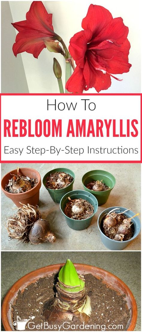 Amaryllis Care, Amaryllis Plant, Tattoo Plant, Amaryllis Flowers, Amaryllis Bulbs, Garden Bulbs, Garden Landscape Design, Garden Care, Gardening For Beginners