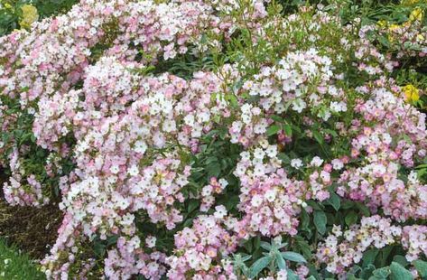 Rosa Ballerina, Rose Ballerina, Hybrid musk Ballerina, agm roses, Fragrant roses, Shrub roses, Pink roses Flowering Hedge, Ballerina Rose, Rose Companion Plants, Rose Ballerina, Hydrangea Arborescens Annabelle, Cottage Garden Borders, Soft Pink Flowers, Smooth Hydrangea, Musk Rose