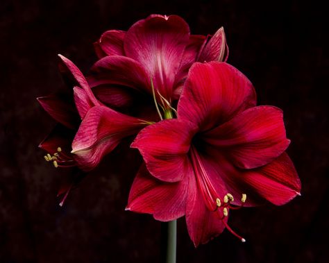 Red Amaryllis by ed nazarko on 500px Amaryllis Aesthetic, Flowers For Christmas, Wall Images, Red Amaryllis, Amaryllis Flowers, Wear Red Lipstick, Background Flowers, Alternative Art, Beautiful Night