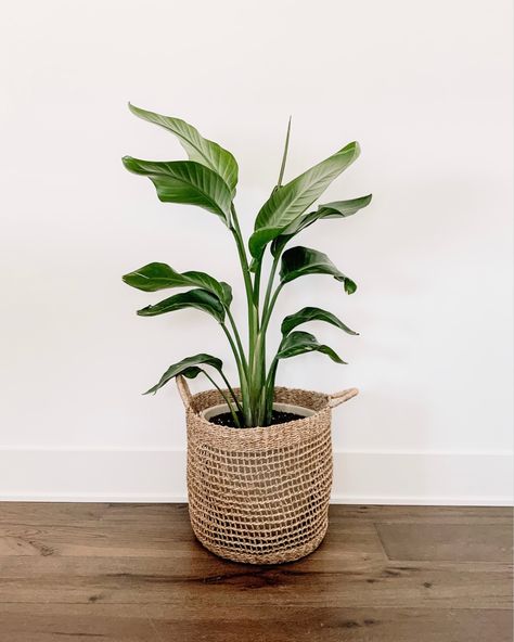 Potted Bird Of Paradise, Scandinavian Plants, Scandinavian Plant, Neutral House, Indoor Greenhouse, Scandi Home, Scandinavian Color, Entrance Ways, Tropical House