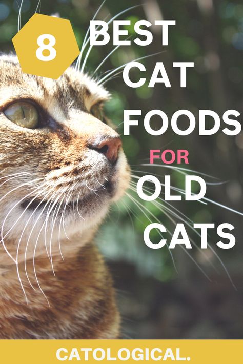 Healthy Cat Food, Homemade Cat Food, Simple Diet, Best Cat Food, Cat Diet, Cat Nutrition, Urinary Health, Cat Allergies, Older Cats