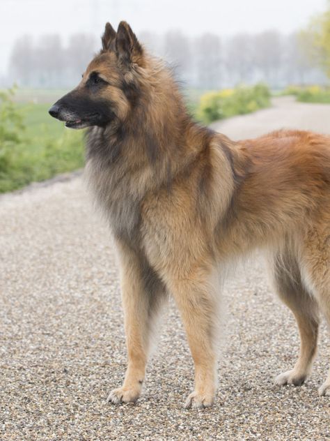 Belgian Tervuren, Every Dog Breed, Akc Breeds, Pet Dander, Herding Dogs, Dry Dog Food, Sporting Dogs, Exotic Pets, Mans Best Friend