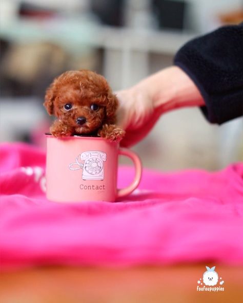 Puppies Teacup, Micro Teacup Puppies, Teacup Puppy, Teacup Dogs, Mini Puppies, Teacup Puppies For Sale, Tea Cup Poodle, Toy Dogs, Tea Cup Dogs